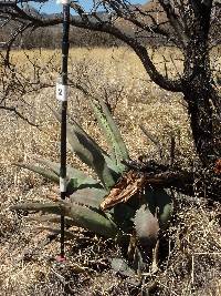 Ferocactus wislizeni image