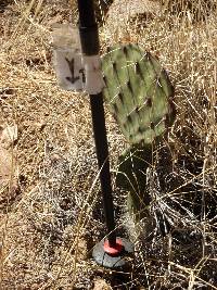 Opuntia engelmannii image