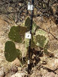 Opuntia engelmannii image