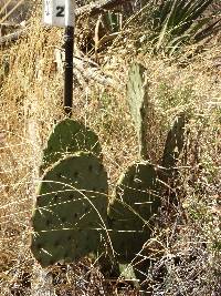 Opuntia engelmannii image