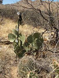 Ferocactus wislizeni image