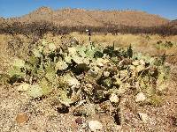 Opuntia engelmannii image