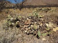 Opuntia engelmannii image