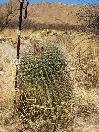 Ferocactus wislizeni image