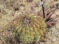 Ferocactus wislizeni image