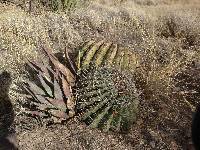 Ferocactus wislizeni image