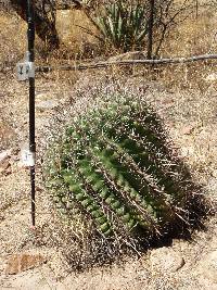 Ferocactus wislizeni image