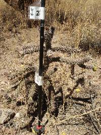 Cylindropuntia spinosior image