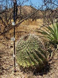 Ferocactus wislizeni image