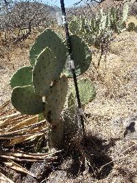 Opuntia engelmannii image