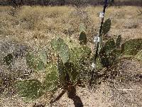 Opuntia engelmannii image