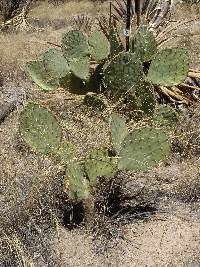 Opuntia engelmannii image