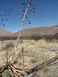 Opuntia engelmannii image