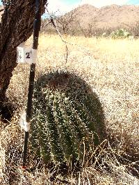 Ferocactus wislizeni image