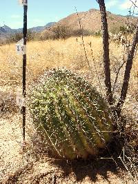 Ferocactus wislizeni image