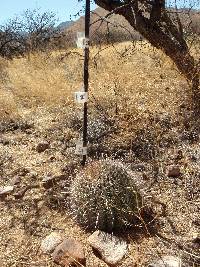 Ferocactus wislizeni image