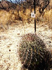 Ferocactus wislizeni image