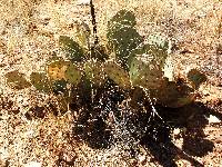 Opuntia engelmannii image