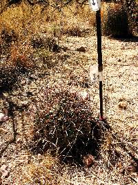 Ferocactus wislizeni image