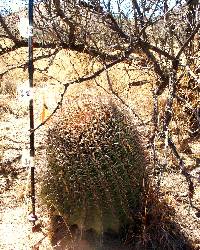 Ferocactus wislizeni image