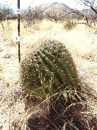 Ferocactus wislizeni image