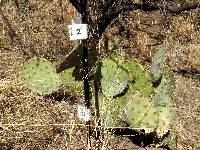 Opuntia engelmannii image