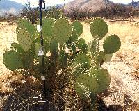 Opuntia engelmannii image