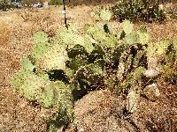 Opuntia engelmannii image