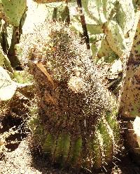 Ferocactus wislizeni image