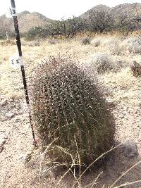 Ferocactus wislizeni image