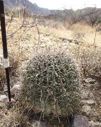 Ferocactus wislizeni image