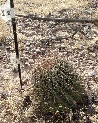 Ferocactus wislizeni image