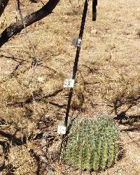 Ferocactus wislizeni image