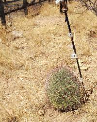 Ferocactus wislizeni image