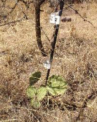 Opuntia engelmannii image