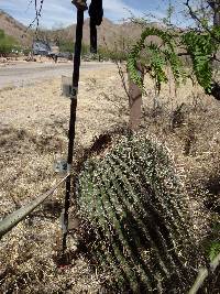 Ferocactus wislizeni image