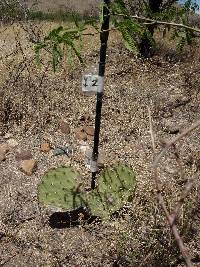 Opuntia engelmannii image