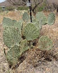 Opuntia engelmannii image