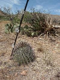 Ferocactus wislizeni image