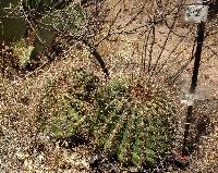 Ferocactus wislizeni image