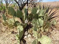 Opuntia engelmannii image