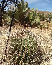 Ferocactus wislizeni image