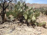 Opuntia engelmannii image