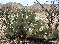 Ferocactus wislizeni image