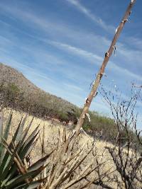 Ferocactus wislizeni image