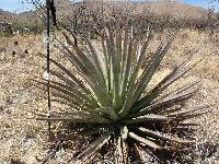 Ferocactus wislizeni image