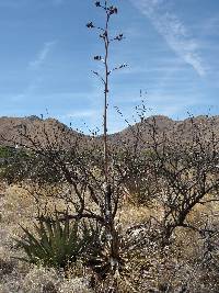 Opuntia engelmannii image