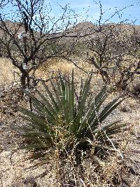 Ferocactus wislizeni image