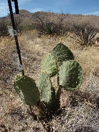 Ferocactus wislizeni image