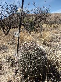 Ferocactus wislizeni image